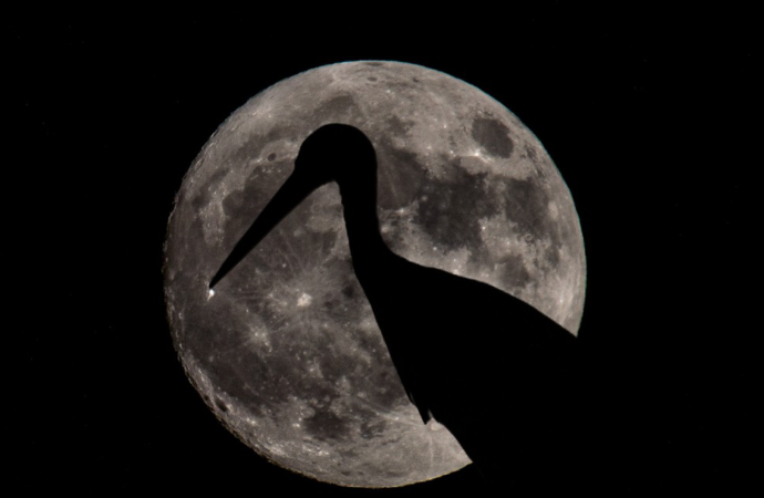 Alcalá se suma a la Hora del Planeta con una observación lunar y la ruta de las cigüeñas