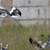 14 cigüeñas vuelven a los cielos de Alcalá tras pasar por el hospital