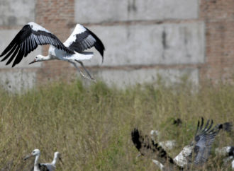 14 cigüeñas vuelven a los cielos de Alcalá tras pasar por el hospital
