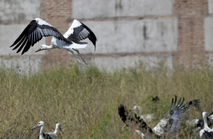 Vuelve a Alcalá la ruta de las cigüeñas en febrero para celebrar San Blas