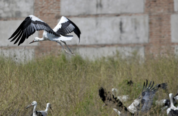 20 cigüeñas vuelan por los cielos de Alcalá tras recuperarse en el hospital de Grefa