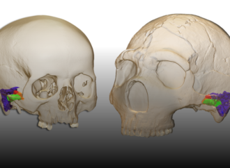 Demuestran que los Neandertales hablaban en un estudio en el que participa la Universidad de Alcalá