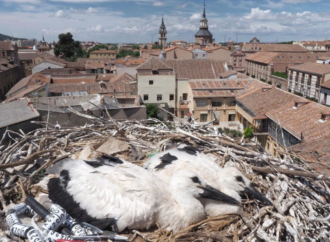 VÍDEO: Primer vuelo y primer aterrizaje del pollo de cigüeña de Alcalá
