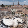 VÍDEO: Primer vuelo y primer aterrizaje del pollo de cigüeña de Alcalá
