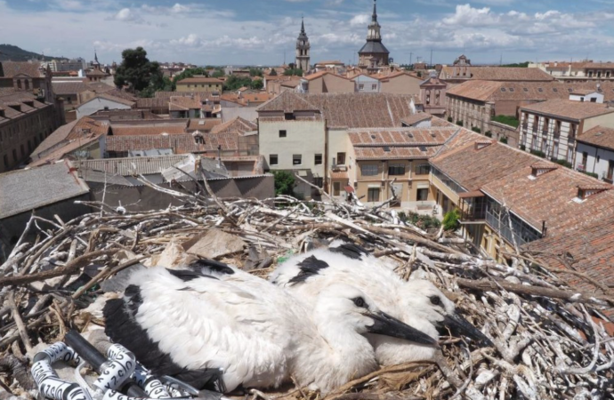 VÍDEO: Primer vuelo y primer aterrizaje del pollo de cigüeña de Alcalá