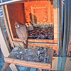 El Gran Hermano del halcón peregrino en Alcalá de Henares