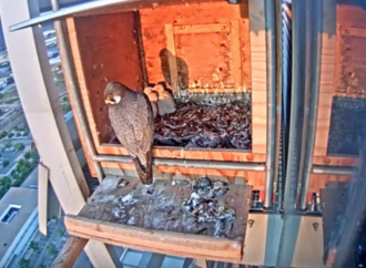 El Gran Hermano del halcón peregrino en Alcalá de Henares