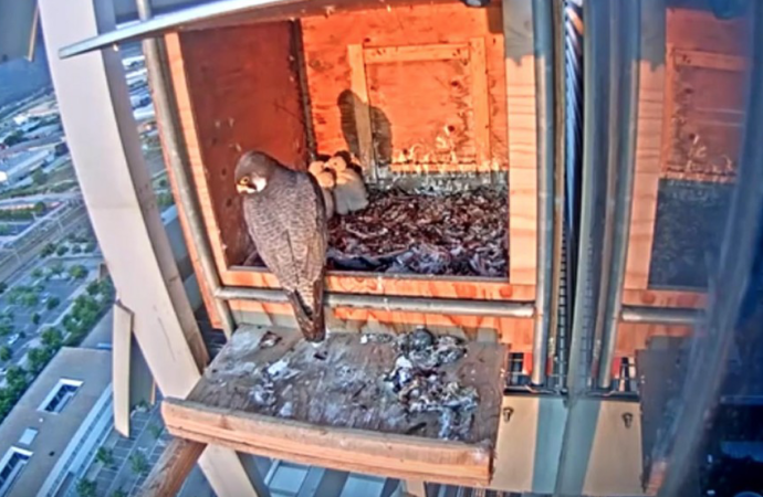 La hembra del halcón peregrino de Torre Garena ya incuba cuatro huevos en Alcalá