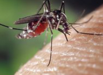 Nueve curiosidades sobre la picadura de mosquito que te sorprenderán