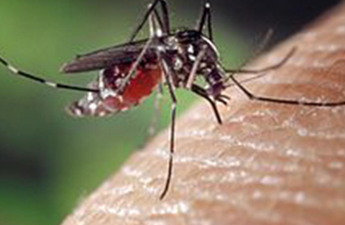Nueve curiosidades sobre la picadura de mosquito que te sorprenderán
