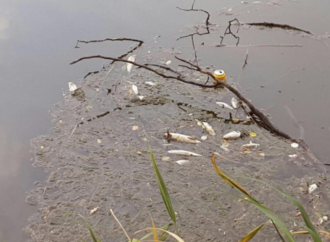 La Confederación Hidrográfica del Tajo analiza el agua del Henares tras la muerte de decenas de peces