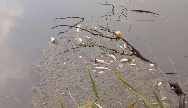 Ecologistas en Acción cree que la muerte de los peces en el Henares fue provocada por vertidos contaminantes