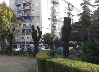 Plan de Podas en Alcalá / Cerca de 1.100 actuaciones en el arbolado de calles y colegios en el último año