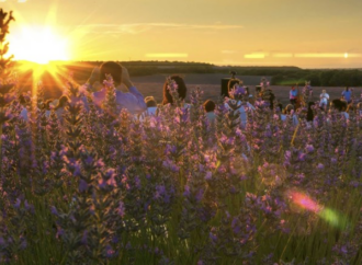 Campos de lavanda de Brihuega: un viaje al jardín morado de la Alcarria