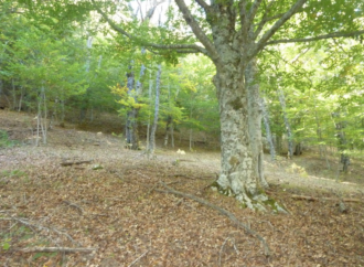 Ruta por el otoño de los hayedos
