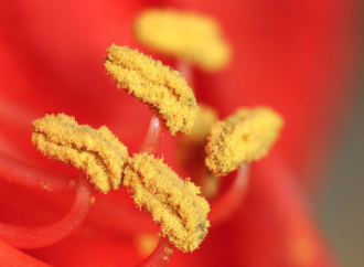 ¿Eres alérgico al polen? Te ofrecemos algunas recomendaciones