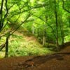 Baños de Bosque: lo último en terapias antiestrés en plena naturaleza