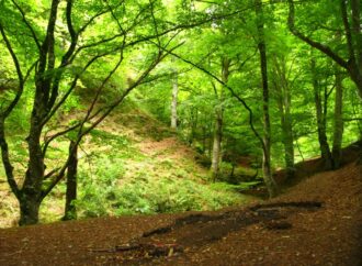 Baños de Bosque: lo último en terapias antiestrés en plena naturaleza