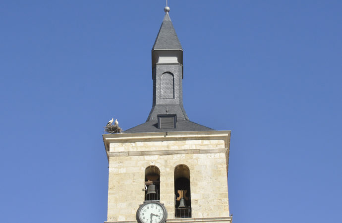 Por San Blas, las cigüeñas volvieron a San Juan Evangelista en Torrejón