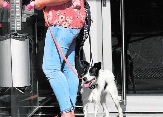 Alcalá tendrá un censo canino mediante genotipado de ADN para la identificación de perros
