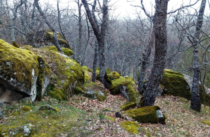 Rutas: un paseo curativo por el Bosque de La Herrería en El Escorial