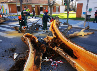 Azuqueca poda los árboles con daños irreparables por la borrasca Filomena