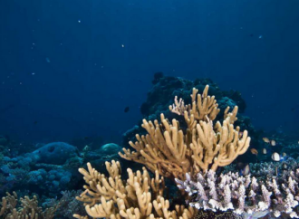 Nueva alternativa desde Alcalá para tratar el Covid: la Plitidepsina ofrece resultados esperanzadores