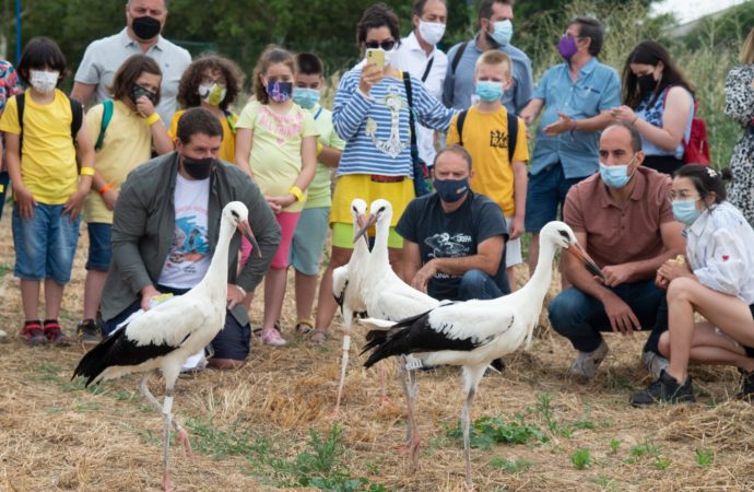 La Isla de Colegio de Alcalá acoge la tradicional suelta de cigüeñas de verano
