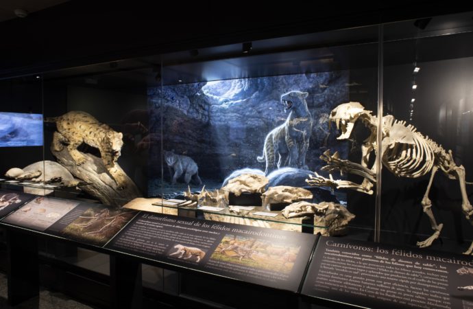 Nueva sala de paleontología en el Museo Arqueológico Regional de Alcalá de Henares
