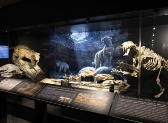 Nueva sala de paleontología en el Museo Arqueológico Regional de Alcalá de Henares