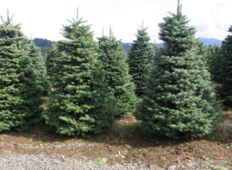 Los árboles navideños de Torrejón se replantarán en zonas verdes. Hasta el 21 de enero se pueden llevar al Punto Limpio