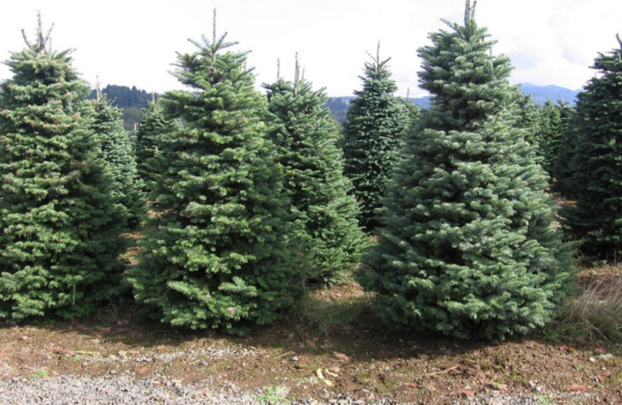 Los árboles navideños de Torrejón se replantarán en zonas verdes. Hasta el 21 de enero se pueden llevar al Punto Limpio