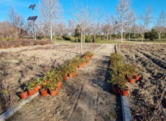 Nuevos trabajos para la plantación de plantas arbustivas y aromáticas en el Parque Jarama de San Fernando