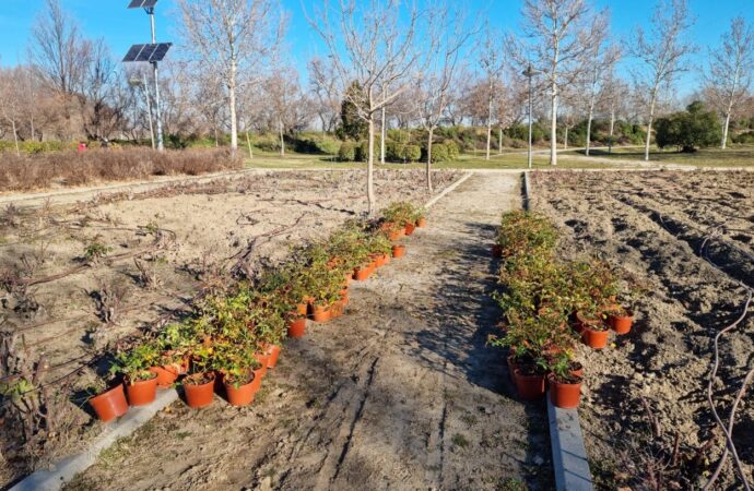 Nuevos trabajos para la plantación de plantas arbustivas y aromáticas en el Parque Jarama de San Fernando