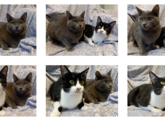 El Centro Integral Municipal de Protección Animal de Alcalá estrena nueva página web 