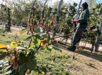 Renovación y mejora de la rosaleda del Parque Dolores Ibárruri en San Fernando de Henares