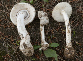 Un investigador de la UAH descubre una nueva seta venenosa y mortal