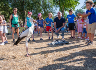 15 pollos de cigüeña vuelven al cielo de Alcalá tras ser recuperadas por GREFA