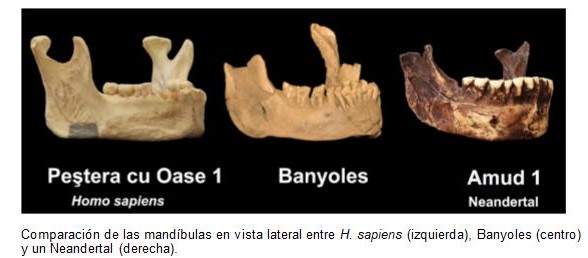 Nueva teoría que relaciona ‘La mandíbula de Banyoles’ con nuestra especie