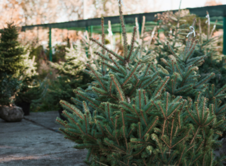El Ayuntamiento de Torrejón recogerá los árboles navideños de los vecinos para replantarlos en las zonas verdes de la ciudad