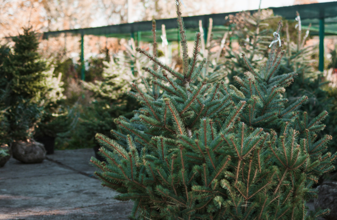 El Ayuntamiento de Torrejón recogerá los árboles navideños de los vecinos para replantarlos en las zonas verdes de la ciudad