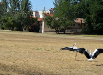 14 pollos de cigüeña blanca vuelven a los cielos de Alcalá tras ser recuperados en el Hospital de Fauna Salvaje gracias a GREFA