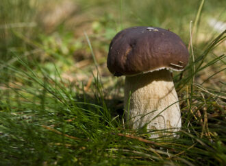 Este fin de semana llega la «Fiesta de las Setas» a Sigüenza: jornadas, rutas, menús, degustaciones…