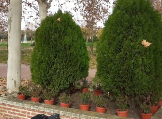 Plantación de arbustos y renovación integral del sistema de riego en el Paseo de los Chopos de San Fernando