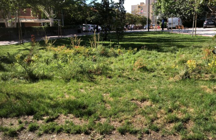 Alcalá apuesta por soluciones basadas en la naturaleza como el jardín que recoge agua de lluvia del Parque Tierno Galván 