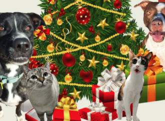 Jornada navideña de puertas abiertas en el Centro Municipal de Protección Animal en Alcalá