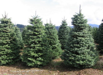 Servicio especial en Torrejón para la recogida de los abetos de Navidad