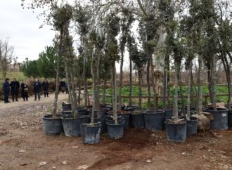 Nueva plantación de más de 1.400 encinas en el Gran Parque de Espartales de Alcalá