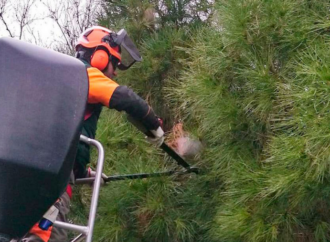 Campaña informativa sobre la oruga procesionaria del pino en Alcalá