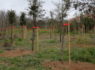 Día Internacional de los Bosques: 60.000 ejemplares en viario y zonas verdes en Alcalá